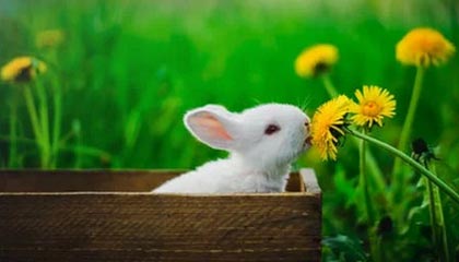 FORTH、APL、LISP 和 Modula2：它们各自的特性是什么？